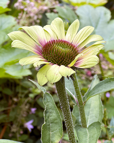 ECHINACEA GREEN TWISTER - 25 ks